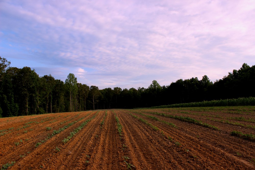 The family farm in Virginia. Suzi's sister's family lives in Maryland but they are working to clear 100 wooded acre's for large gardens, hunting grounds and general mischief! 