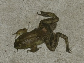 Oh the bountiful harvest... yes I only got one... yes I would starve if left alone in the woods of Virginia!