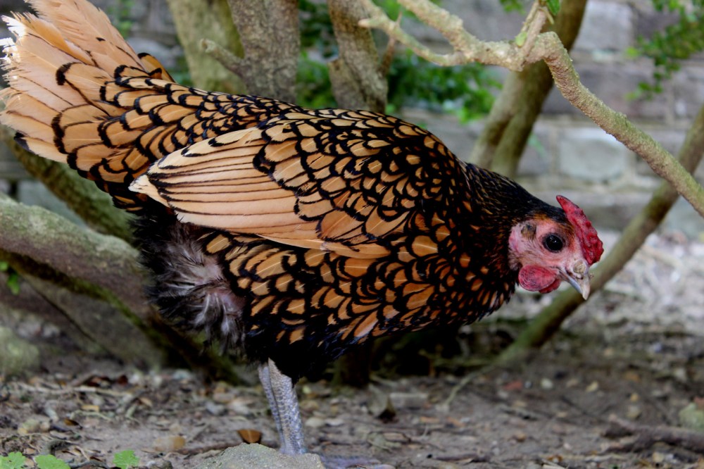 Gold Laced Wyandotte chicken. On the grounds they keep to period gardens and animals