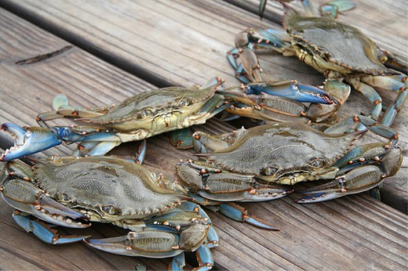 In search of Blue Crab