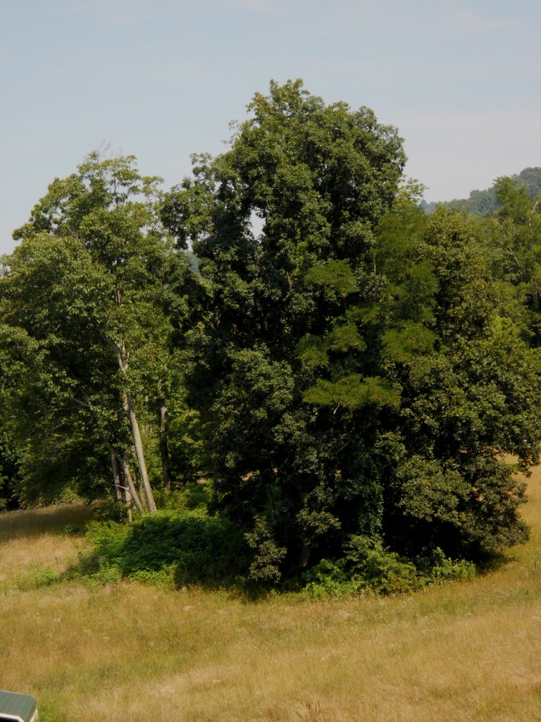 This clump of trees is where my great,great,great,great Grandmother, Mary Merill Maxwell is buried but we could not visit because the field was "too snaky"