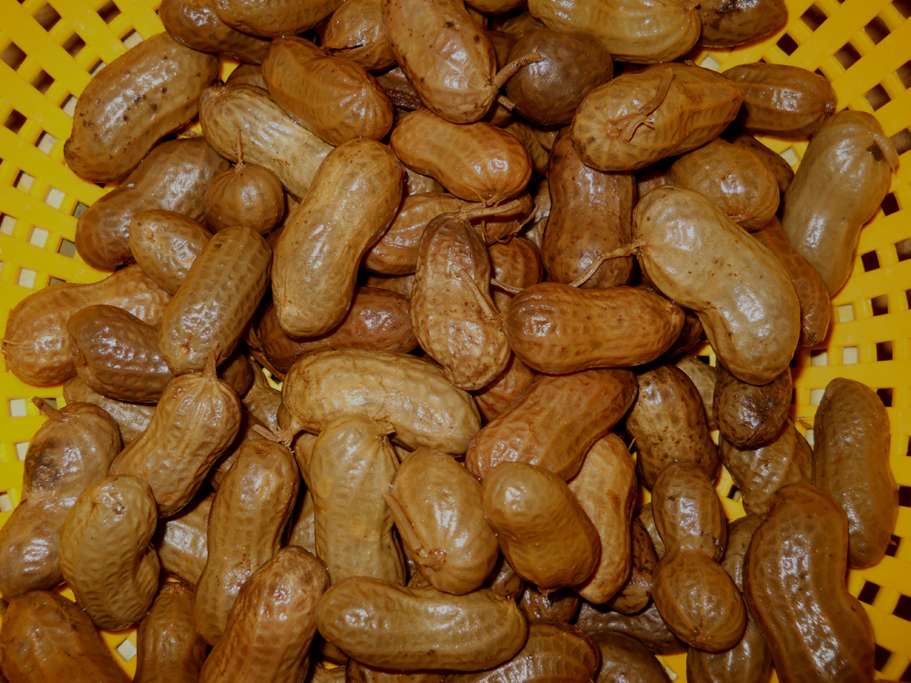 Roadside boiled peanuts